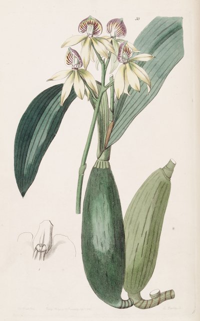 Prosthechea cochleata de Miss Drake